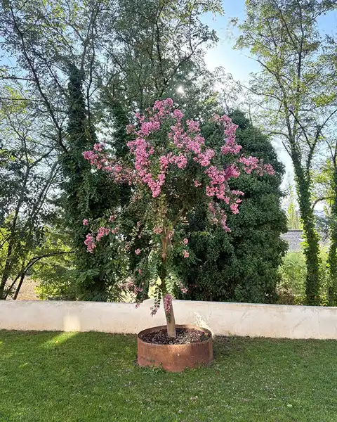Plante
