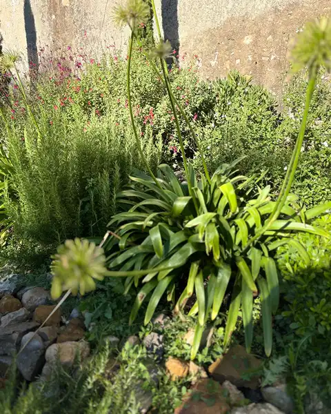 Plantes